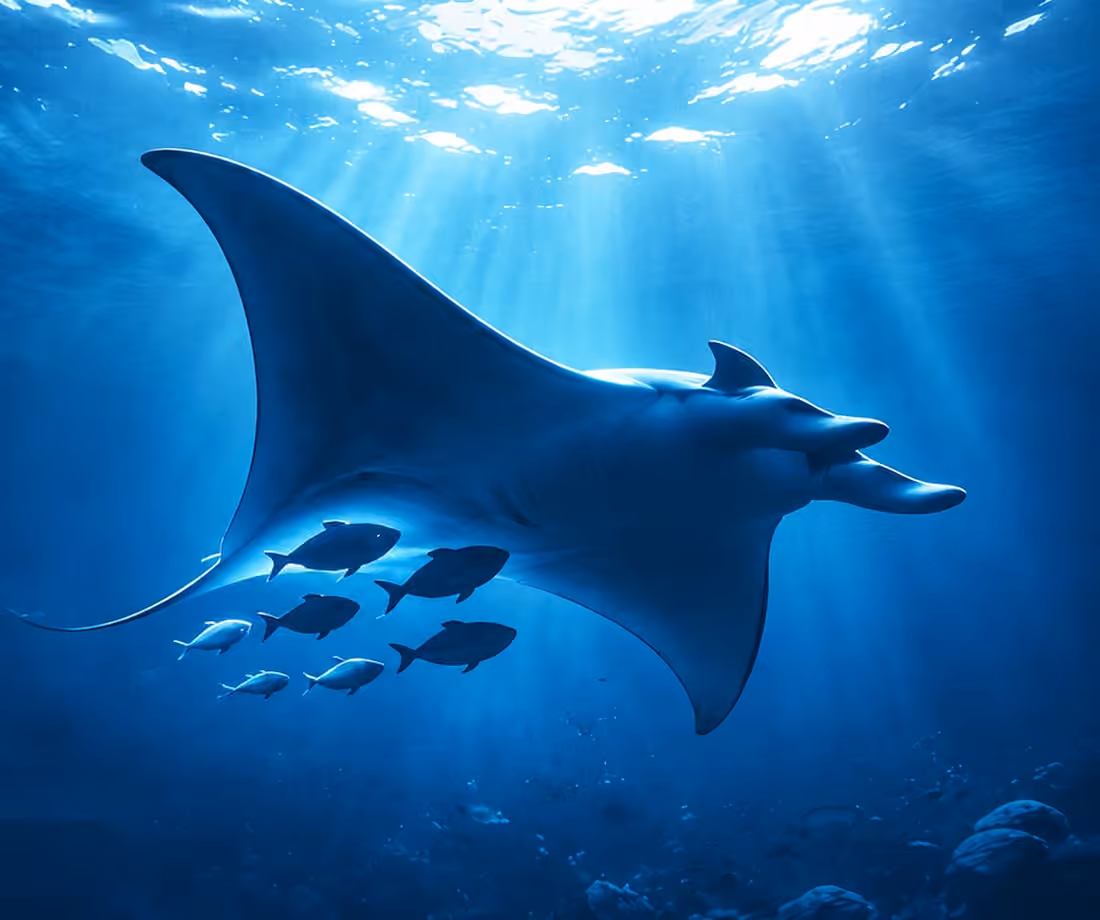Une raie manta emmène des petits poissons sous ses ailes vers la lumière